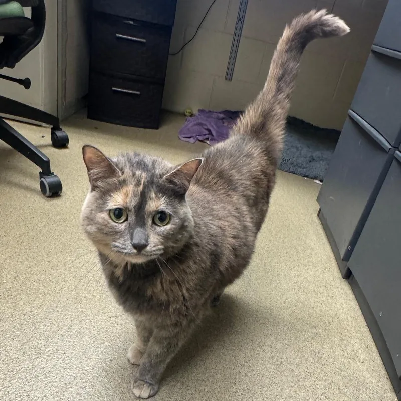 An adult large-sized female Calico Domestic Short Hair cat named Ghosty for adoption in Waukesha, WI