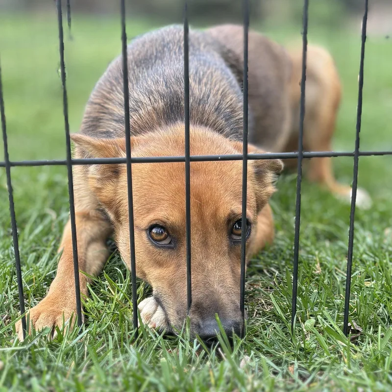 A young medium-sized female Bicolor Retriever dog named Mimmi for adoption in Annandale, VA