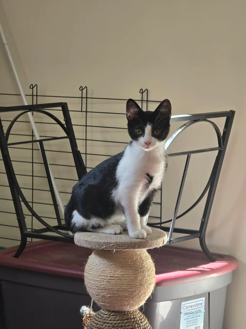A baby small-sized male Black Domestic Short Hair cat named Stefan for adoption in Ellicott City, MD