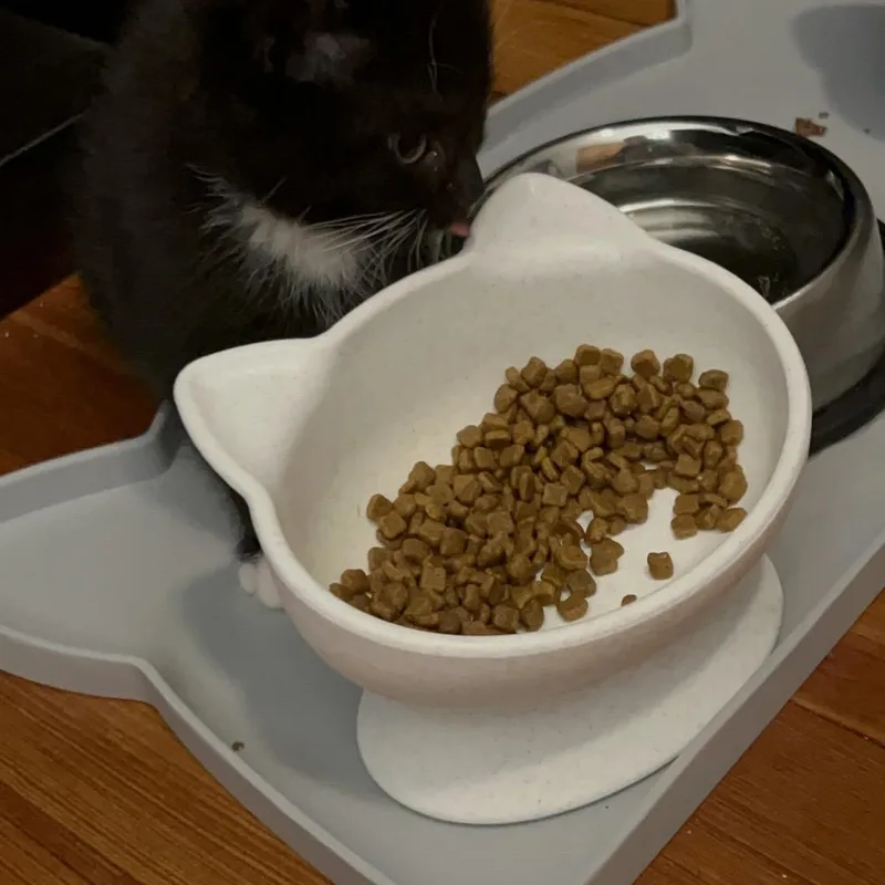 A baby small-sized female Black Domestic Short Hair cat named Poppy for adoption in North Branford, CT