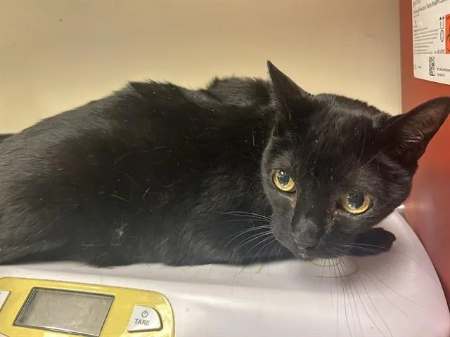 A senior large-sized female Domestic Short Hair cat named Stellara for adoption in Martinez, CA