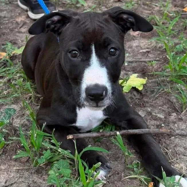 A baby medium-sized female Black Pit Bull Terrier dog named Knockout for adoption in Olathe, KS