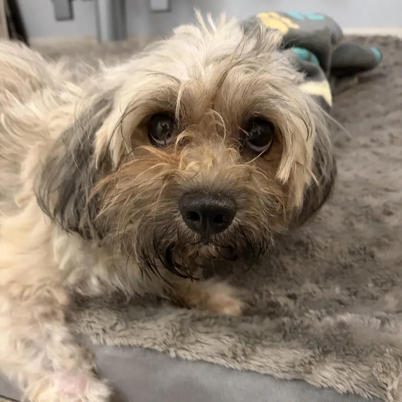 An adult small-sized male Gray / Blue / Silver Havanese dog named Cortez for adoption in Rockville, MD