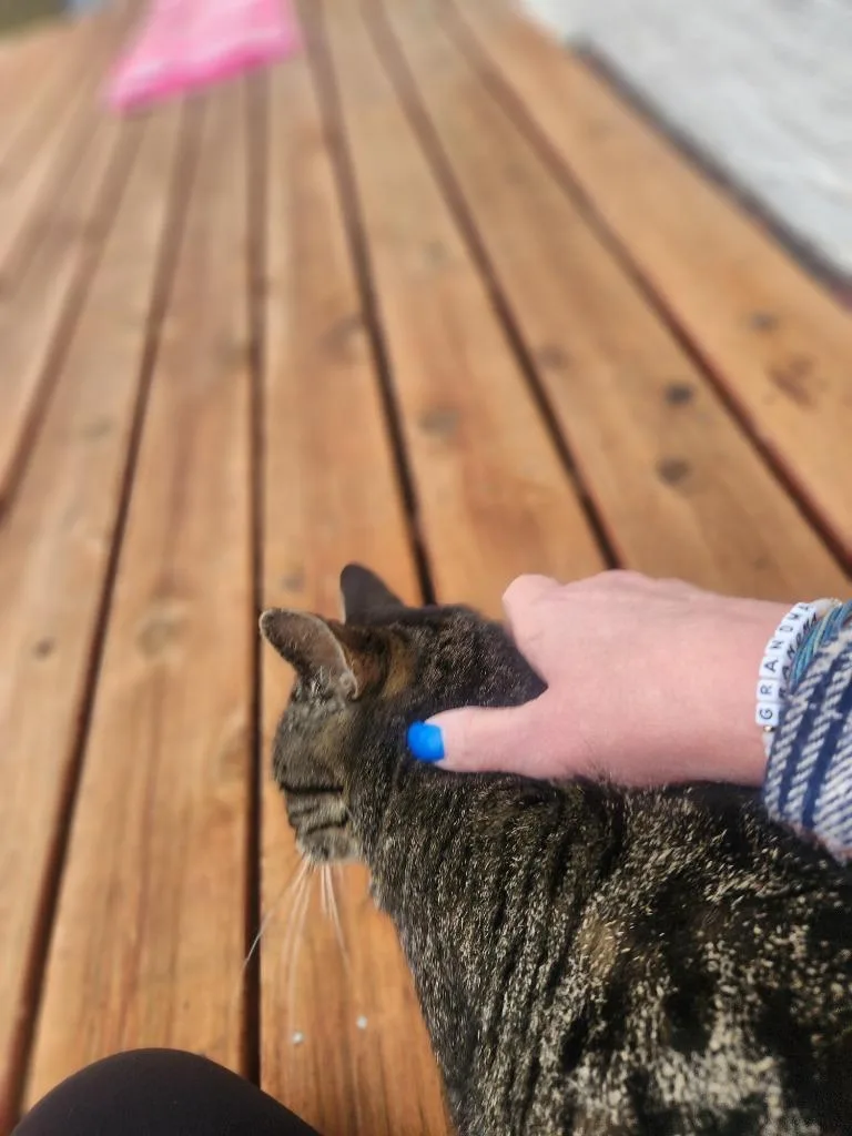 An adult medium-sized male Domestic Short Hair cat named Arlo for adoption in Minneapolis, MN