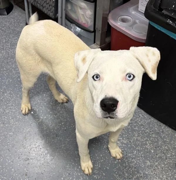 A young large-sized male Shepherd dog named Cabo for adoption in Morristown, TN
