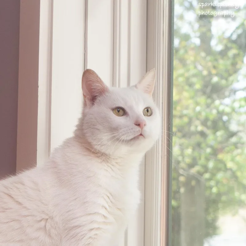 An adult medium-sized male White Domestic Short Hair cat named Falkor for adoption in Ridgefield, CT