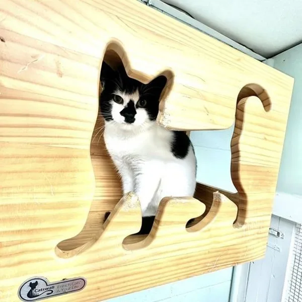 An adult medium-sized female Domestic Short Hair cat named Crescent for adoption in Kingston, NY