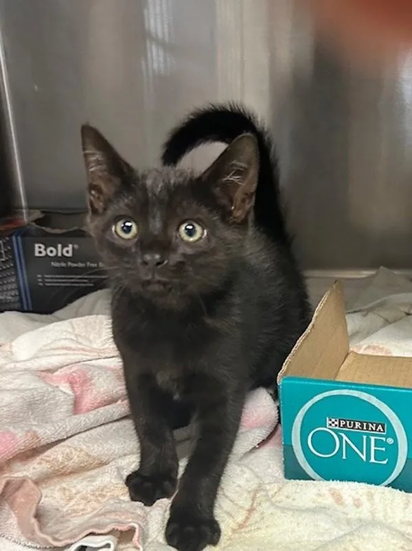 A baby medium-sized male Domestic Short Hair cat named Personal Trainer for adoption in Oceanside, CA