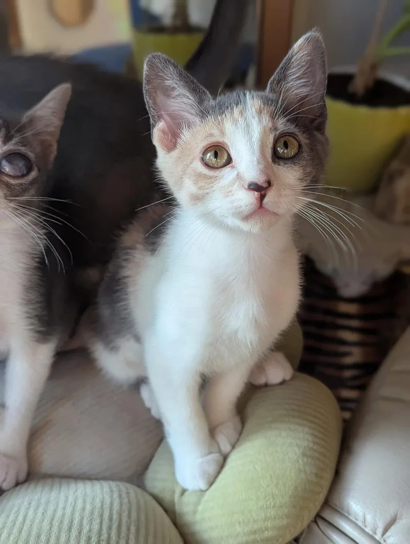 A young medium-sized female Domestic Short Hair cat named Sassy for adoption in Davis, CA