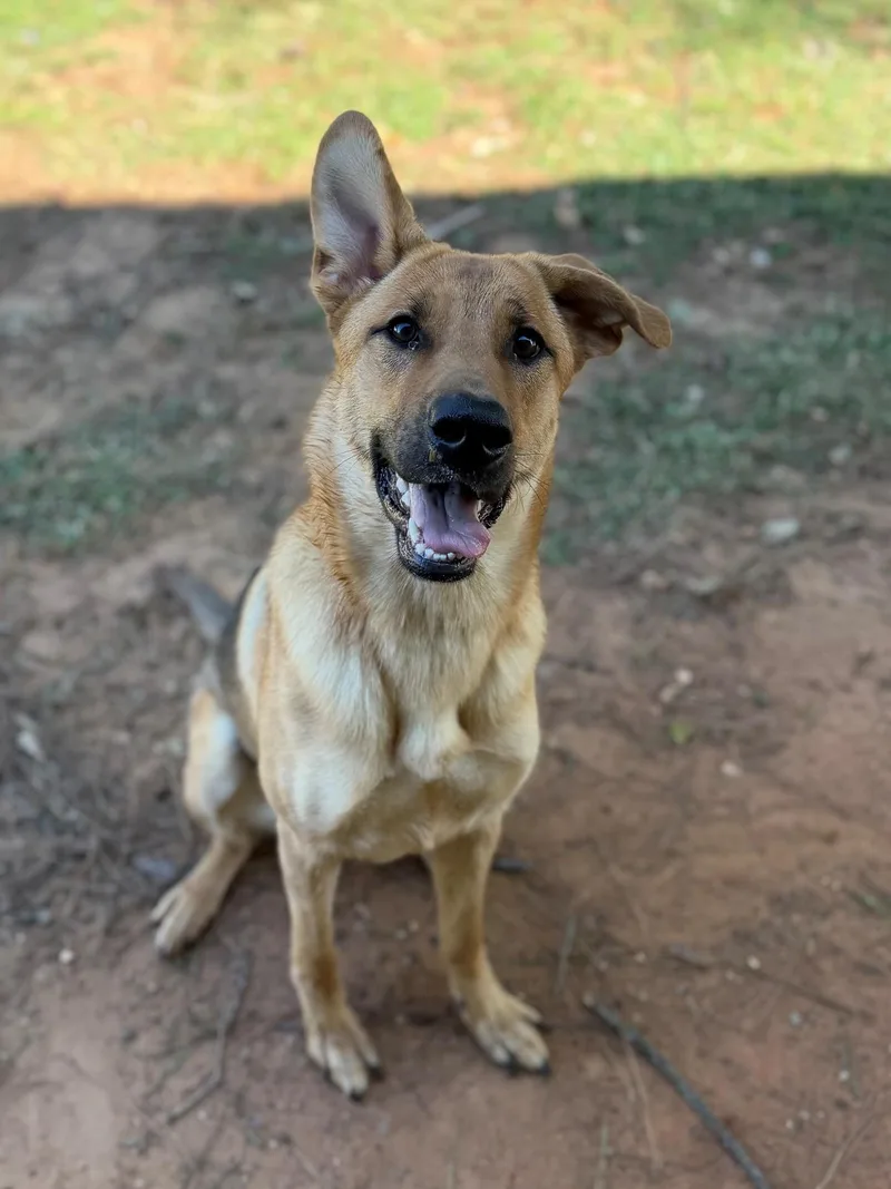 An adult medium-sized female Shepherd dog named Whitney for adoption in Summerdale, AL