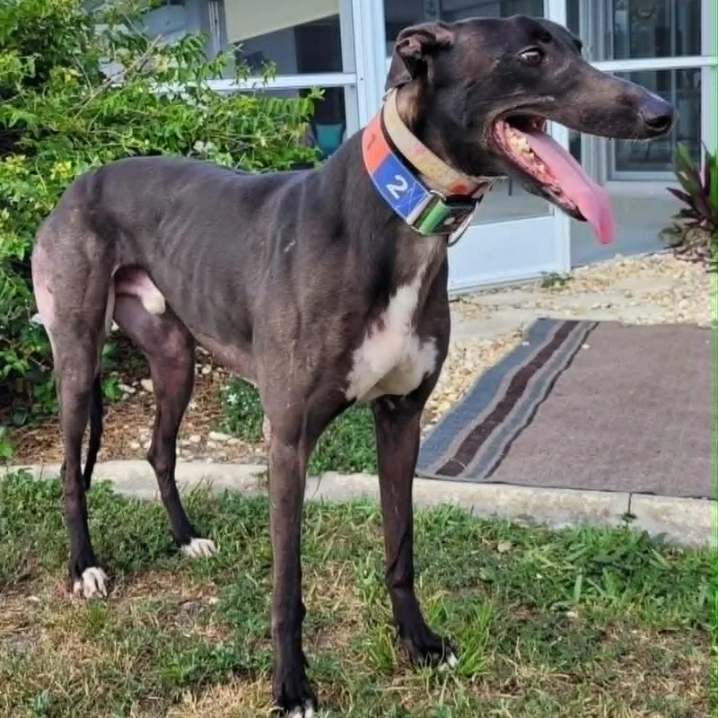 An adult large-sized male Black Greyhound dog named Ff Capt Morgan for adoption in North Port, FL