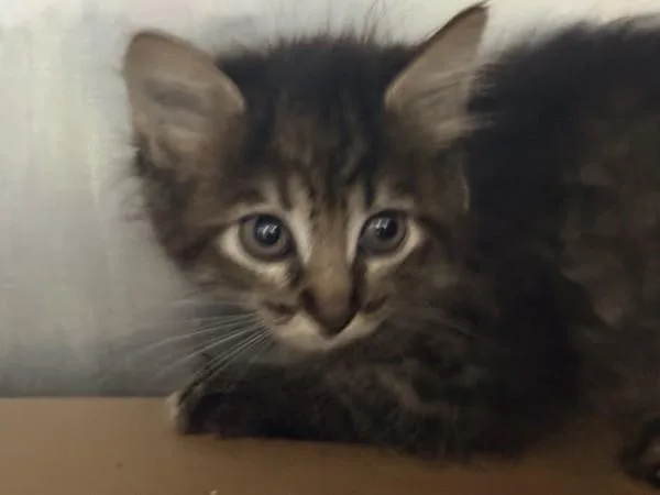 A baby small-sized female Domestic Short Hair cat named Mike N Ikes for adoption in New York, NY