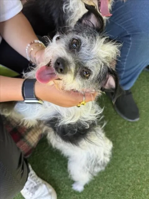 An adult small-sized female Terrier dog named Grilled Cheese for adoption in Woodland, CA