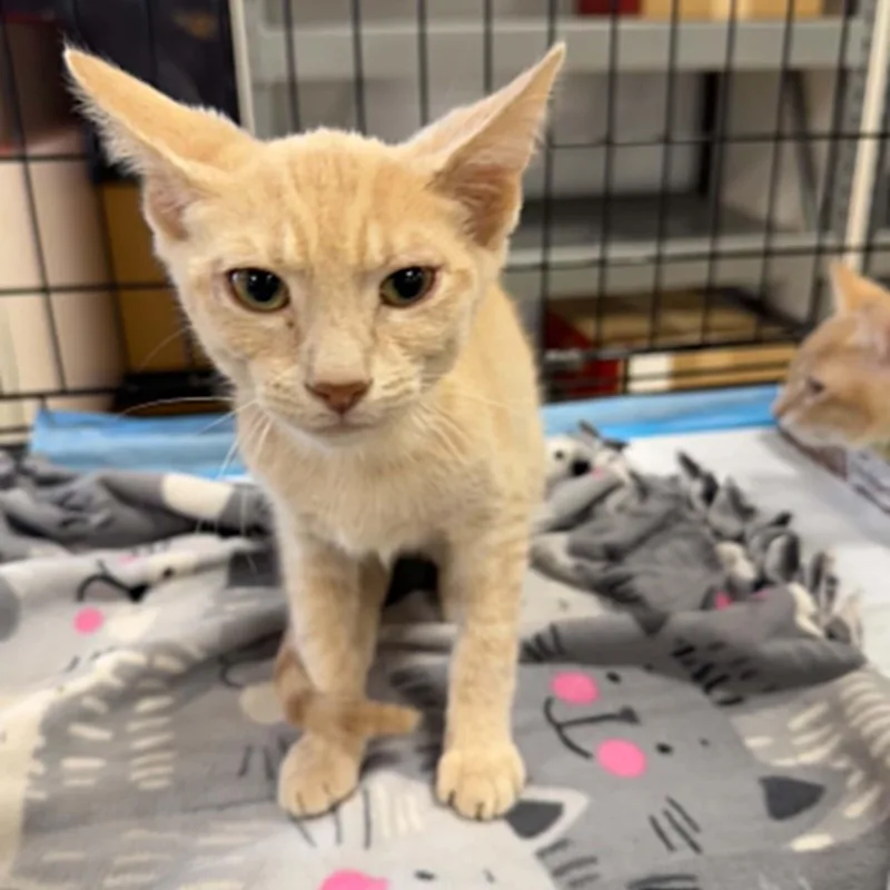 A baby small-sized male Buff / Tan / Fawn Domestic Short Hair cat named Koby for adoption in Antioch, CA