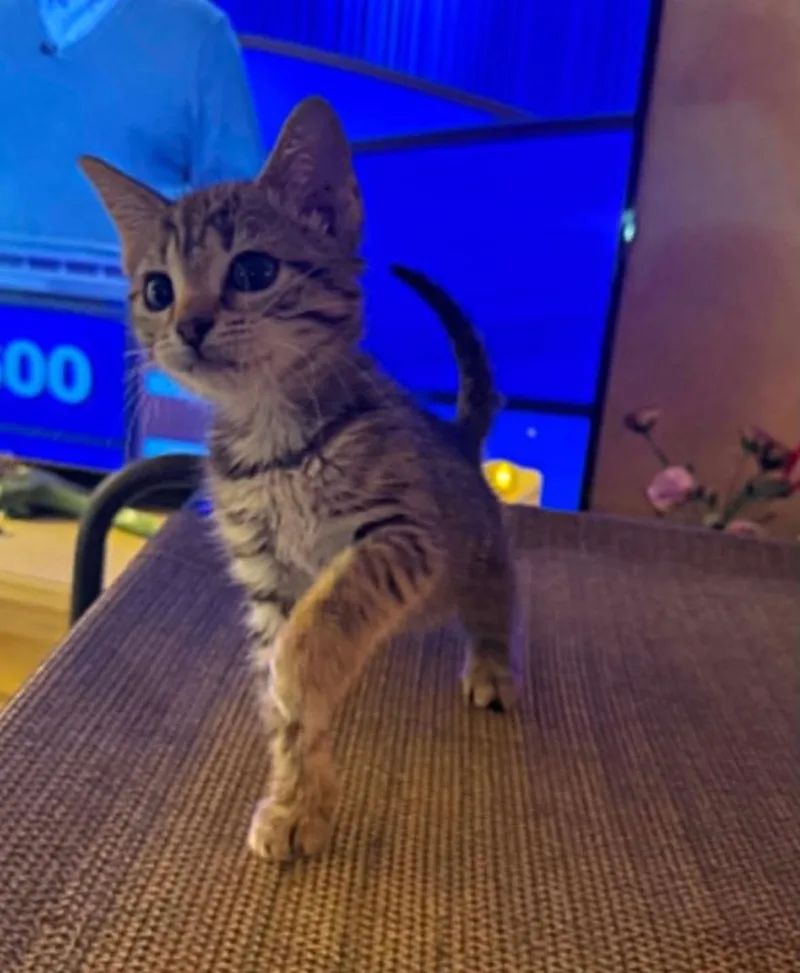 A baby small-sized female Domestic Short Hair cat named Catbird for adoption in Milton, DE