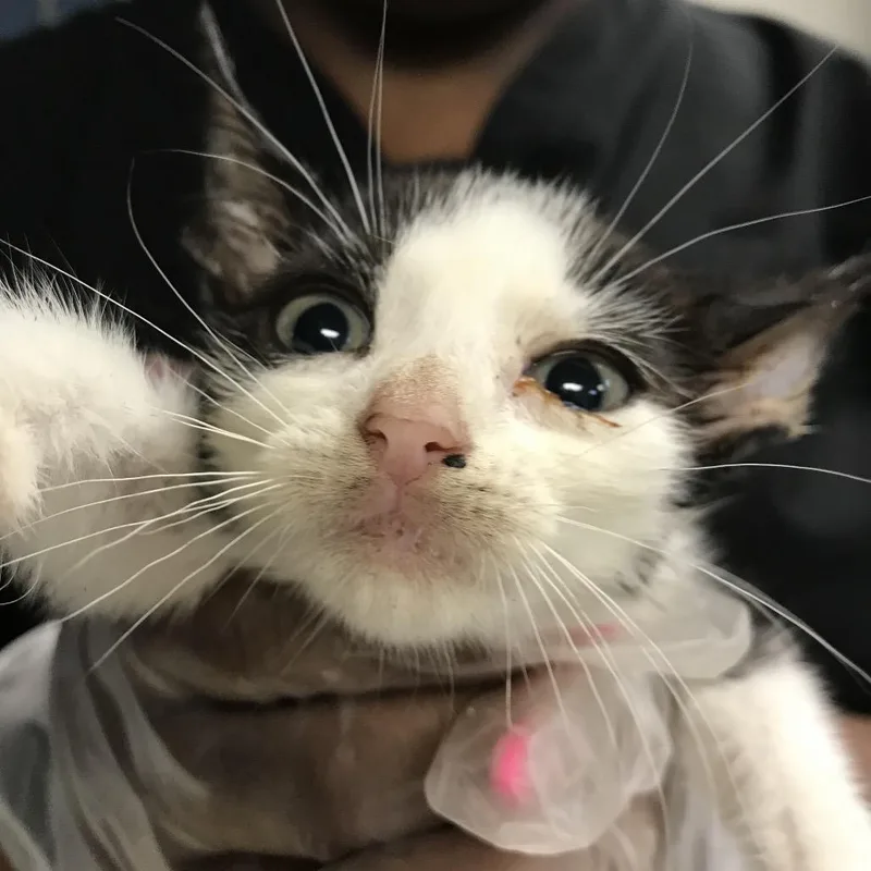 A baby small-sized male Black Domestic Short Hair cat named Lil Wayne for adoption in Newark, NJ
