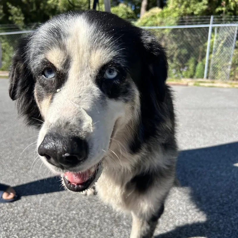 An adult medium-sized female Black Australian Shepherd dog named Robin for adoption in Newport, NC
