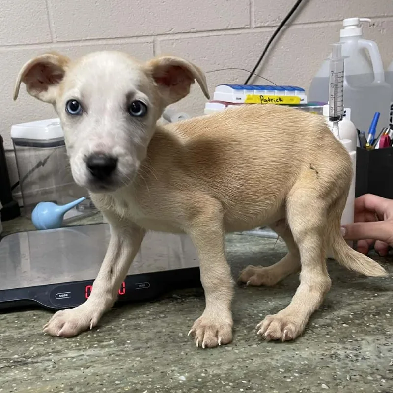 A baby medium-sized male Yellow / Tan / Blond / Fawn Mixed Breed dog named Storm for adoption in New York, NY