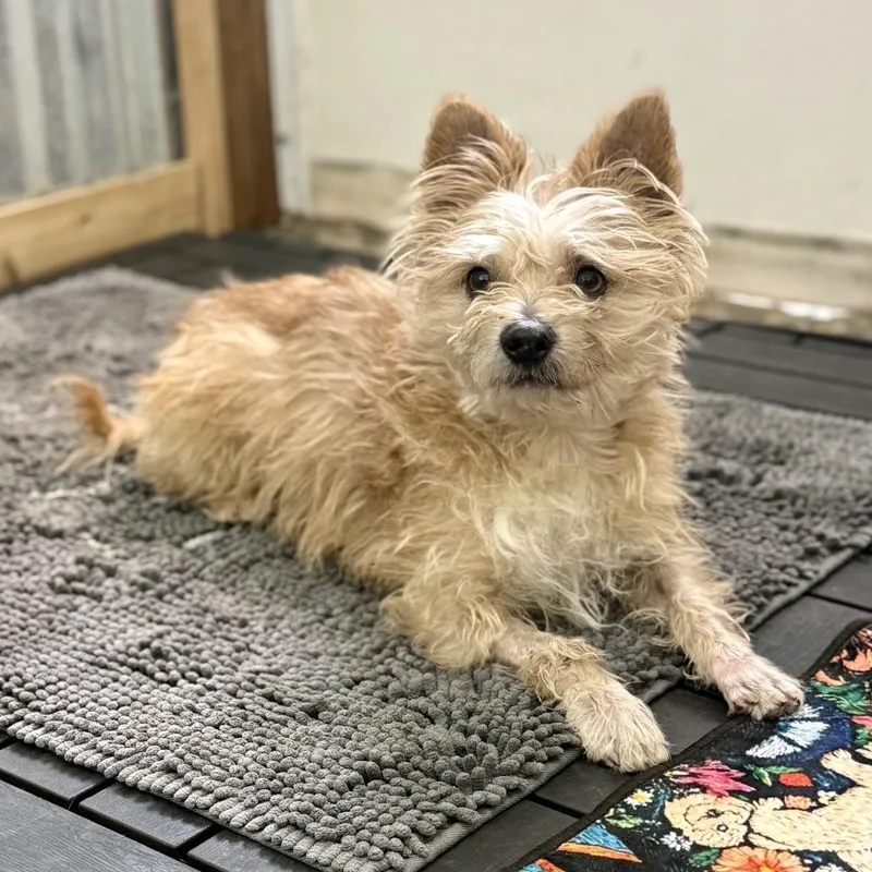 A senior small-sized male Yellow / Tan / Blond / Fawn Terrier dog named Eugene for adoption in Bellingham, WA
