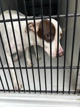 An adult medium-sized female Bull Terrier dog named Galaxy for adoption in Atlanta, GA