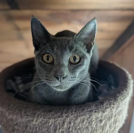 A baby medium-sized male Gray / Blue / Silver Domestic Short Hair cat named Sterling for adoption in Waynesville, NC