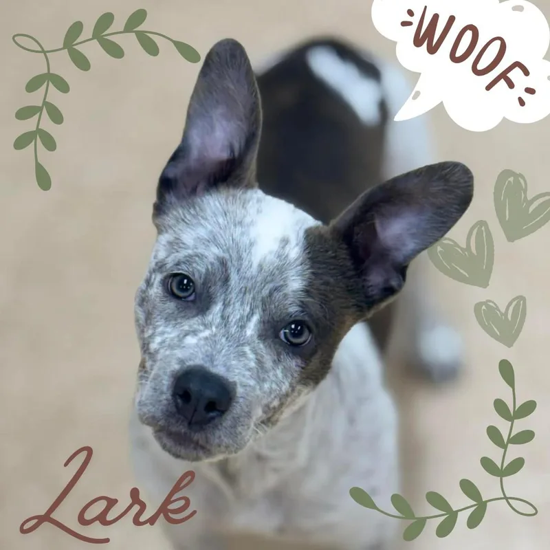 A young medium-sized female Australian Cattle Dog / Blue Heeler dog named Lark for adoption in Rushville, IL