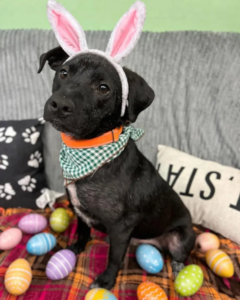 An adult medium-sized male Mixed Breed dog named Mike for adoption in Howes Cave, NY