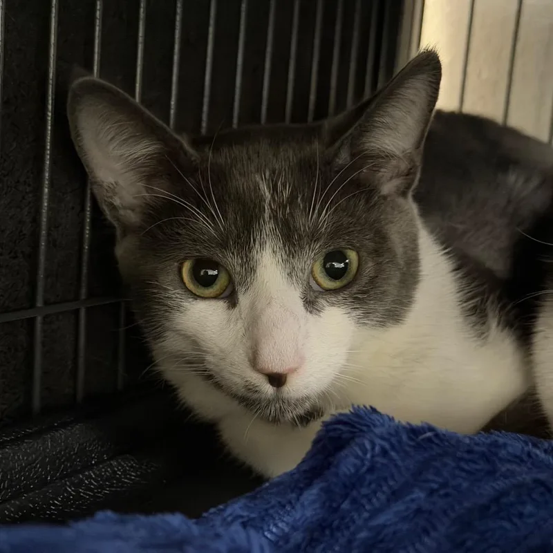 A baby small-sized male Domestic Medium Hair cat named Hitachi for adoption in Hampton Bays, NY