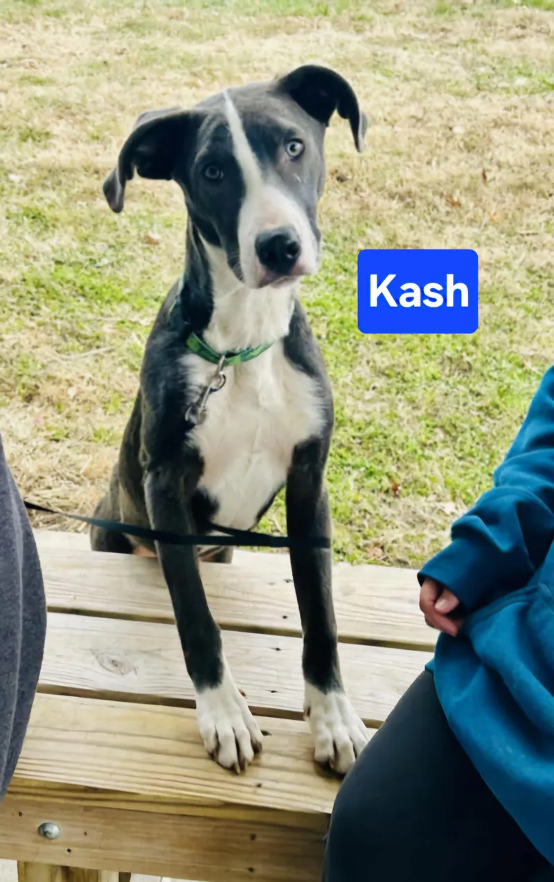 Kash