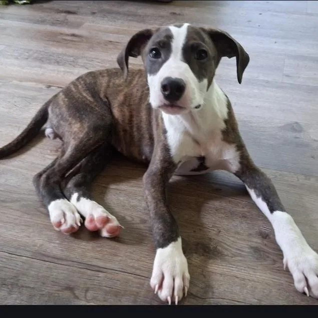 A baby medium-sized female White / Cream American Staffordshire Terrier dog named Star for adoption in Colonial Heights, VA