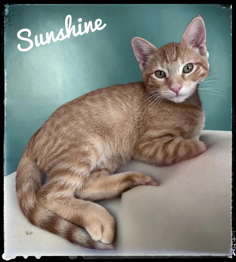 A baby small-sized male Domestic Short Hair cat named Sunshine for adoption in El Cajon, CA