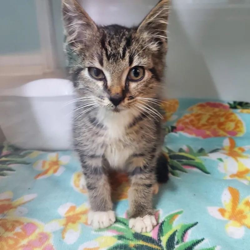 A baby small-sized male Brown / Chocolate Domestic Short Hair cat named Sonic for adoption in Jefferson city, TN