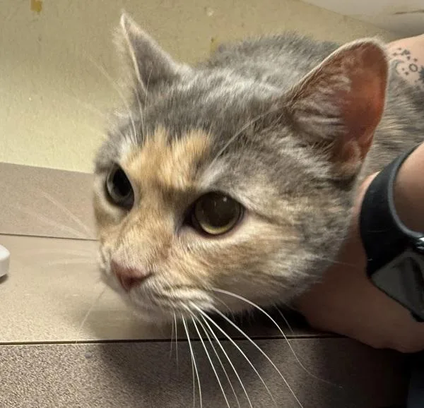 An adult small-sized female Domestic Short Hair cat named Butterfly Fish for adoption in Salisbury, MD