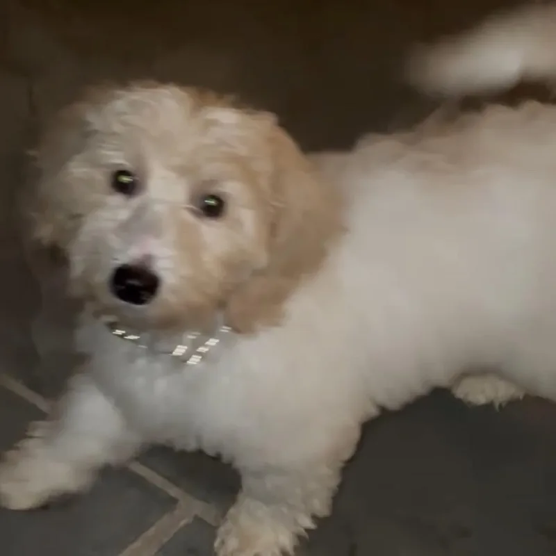 Charlie thumbnail 2