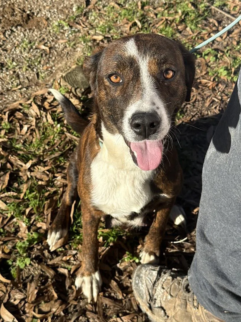 A young medium-sized female Plott Hound dog named London for adoption in Fosters, AL