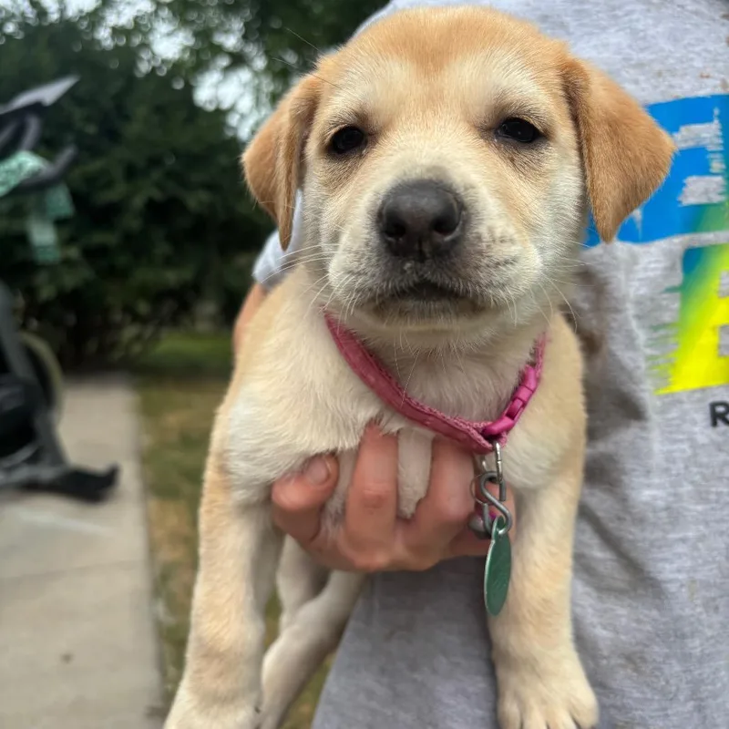 A baby small-sized female Yellow / Tan / Blond / Fawn Mixed Breed dog named Liatris for adoption in Buffalo, MN