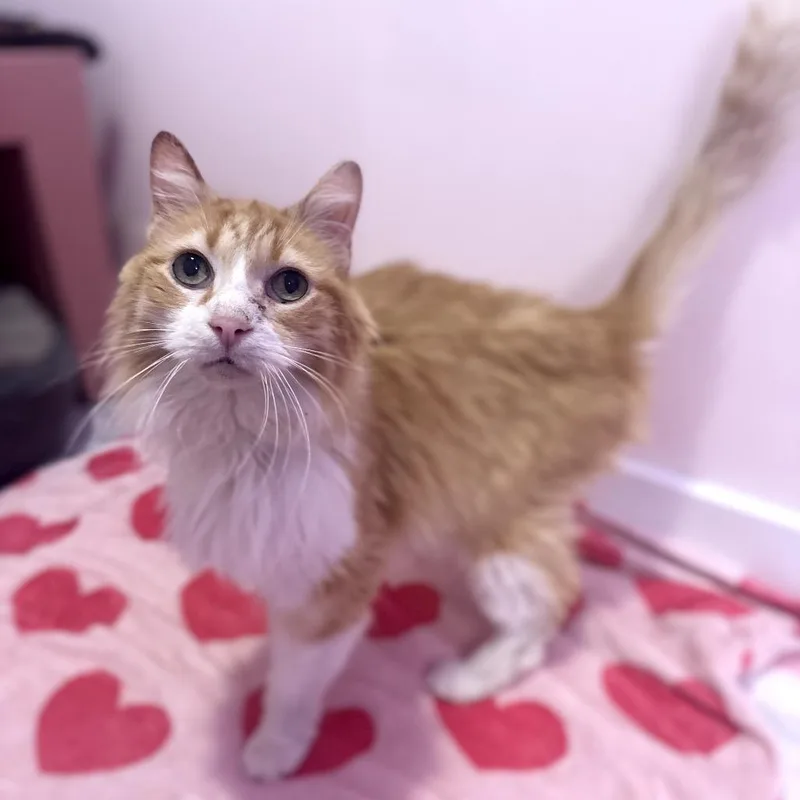 A senior medium-sized male Orange / Red Domestic Long Hair cat named Charles Cooper for adoption in Forest Park, IL