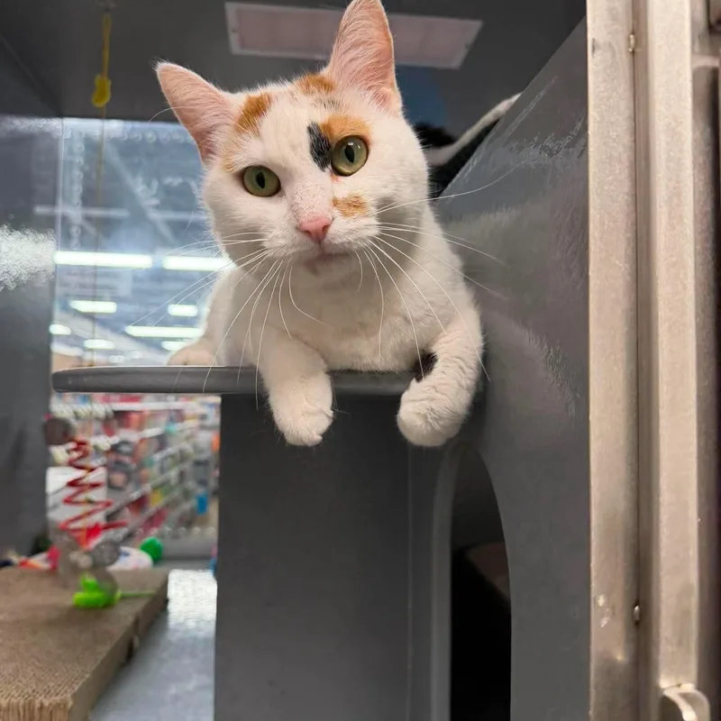An adult medium-sized female Calico Domestic Short Hair cat named Olivia for adoption in Royal Oak, MI