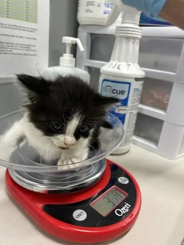 A baby small-sized female Domestic Short Hair cat named Seafoam for adoption in San Martin, CA