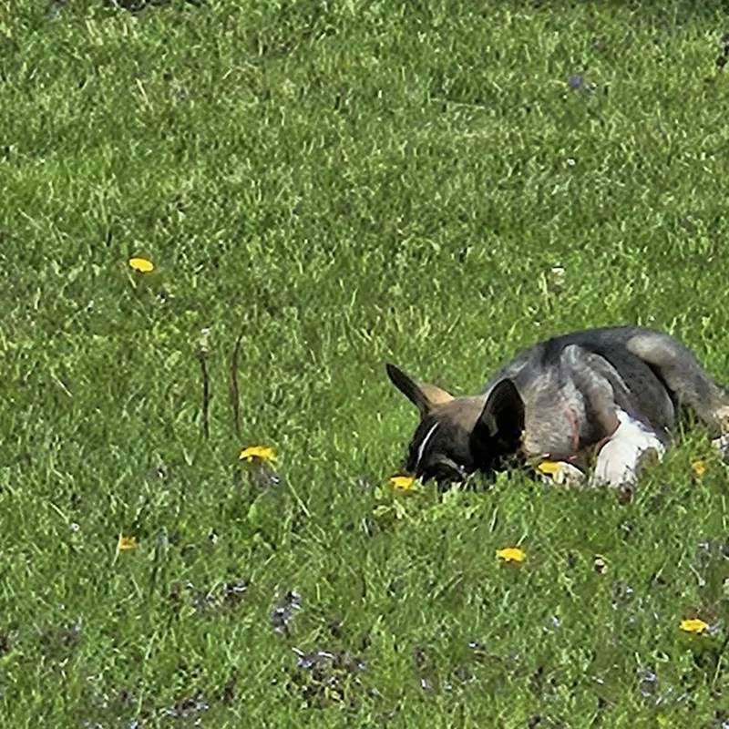 A baby medium-sized female Tricolor (Brown, Black, & White) Husky dog named Argentine Sea for adoption in Waunakee, WI