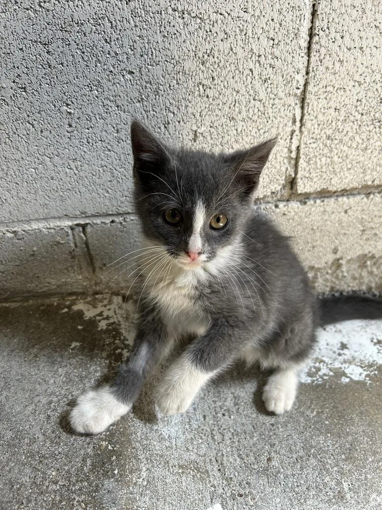 A baby small-sized male Gray & White Domestic Short Hair cat named Gordon for adoption in Ontario, CA