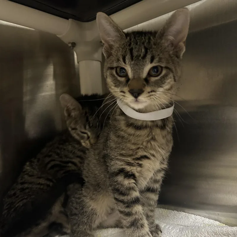 A baby small-sized male Brown / Chocolate Domestic Short Hair cat named S'mores for adoption in Dover, NH