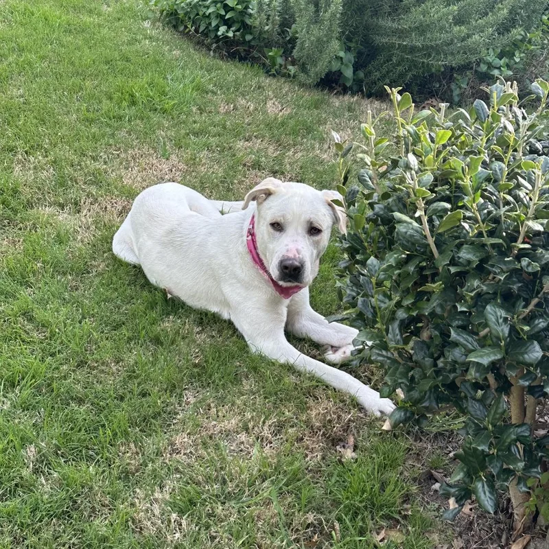 Polar Bear thumbnail 2