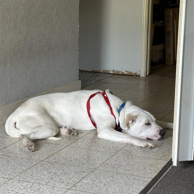 Polar Bear thumbnail 3