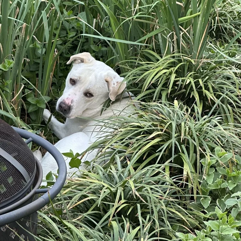 Polar Bear thumbnail 4