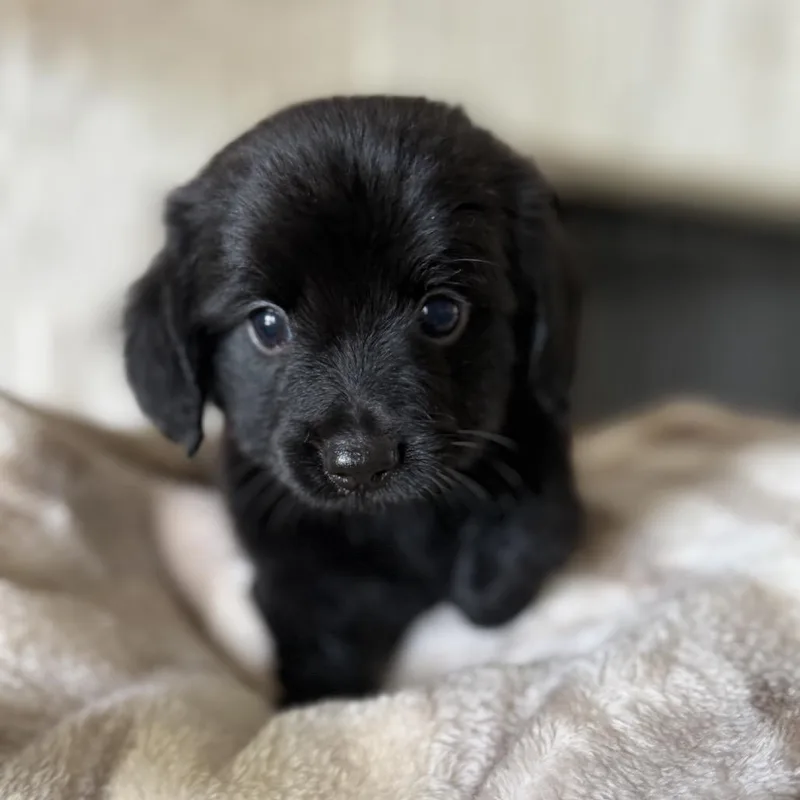 Pipsqueak
