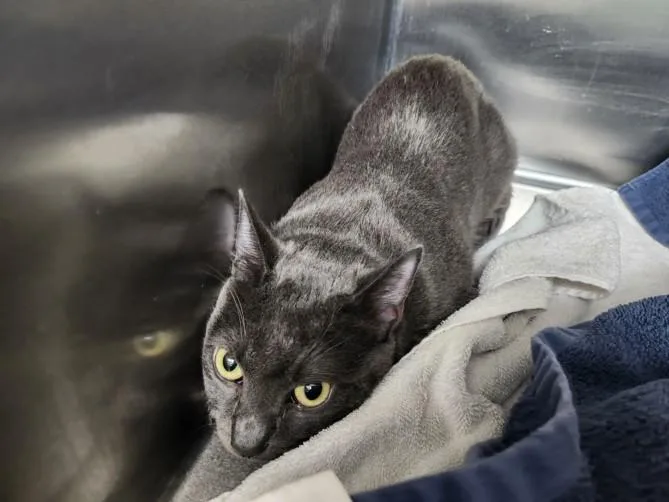 A young medium-sized female Domestic Short Hair cat named Indy Jones for adoption in Santa Fe, NM