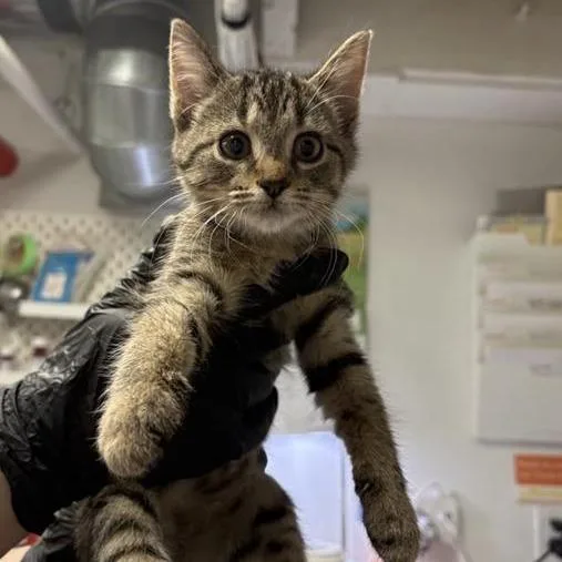 A baby small-sized female Brown / Chocolate Domestic Short Hair cat named West for adoption in New York, NY