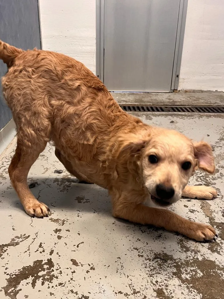A baby small-sized male Poodle dog named Vito for adoption in Los Angeles, CA