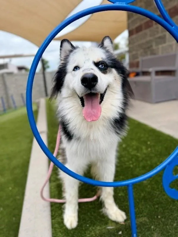 An adult large-sized male Husky dog named Peter Barker for adoption in Salt Lake City, UT